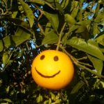 Fruit of the Spirit: Kindness & Orange Round Up