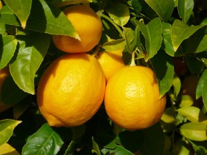 fruit of the spirit lemon faithfulness