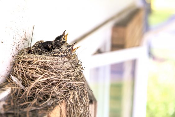 blog photo birds nest