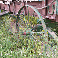 i want to be wilder